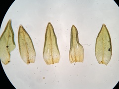 Nyholmiella obtusifolia
