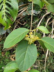Prestonia parviflora