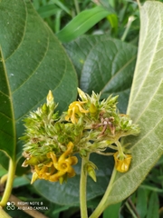 Prestonia parviflora