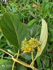 Prestonia parviflora