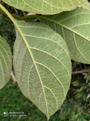 Prestonia parviflora