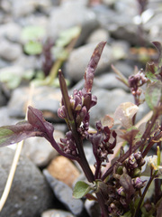Cardamine umbellata