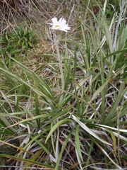 Celmisia ×pseudolyallii