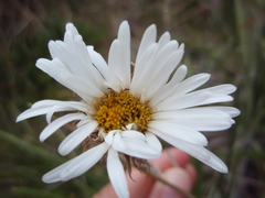 Celmisia ×pseudolyallii