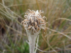 Celmisia ×pseudolyallii