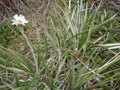 Celmisia ×pseudolyallii