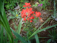 Castilleja arvensis