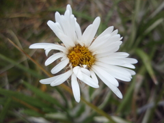 Celmisia ×pseudolyallii