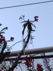 Epidendrum secundum