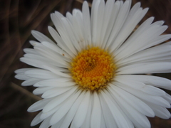 Celmisia spectabilis spectabilis