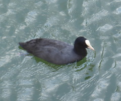 Fulica atra