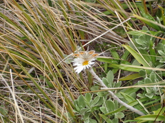 Argyrophenga antipodum