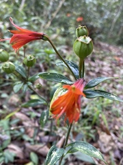 Alstroemeriaceae