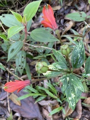 Alstroemeriaceae