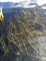 Schoenoplectus subterminalis