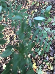 Magnoliopsida