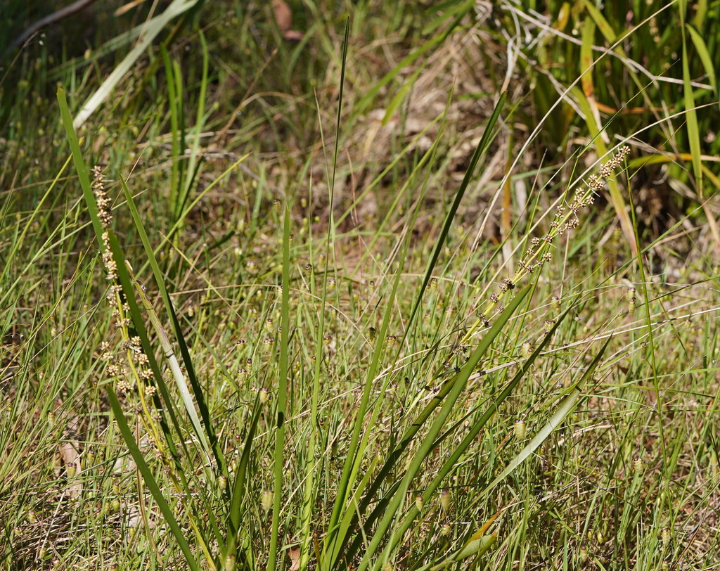 Spiny-headed Mat-rush from Kerrs Park, Belgrave South VIC AU on ...