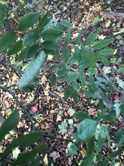 Magnoliopsida