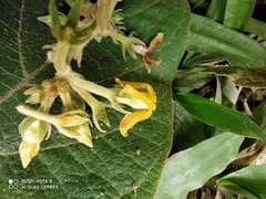 Prestonia parviflora