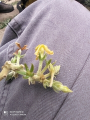 Prestonia parviflora