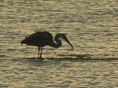 Ardea herodias