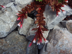 Epilobium porphyrium