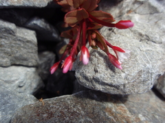 Epilobium porphyrium