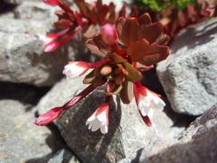 Epilobium porphyrium