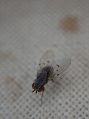 Odiniidae