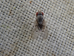Odiniidae