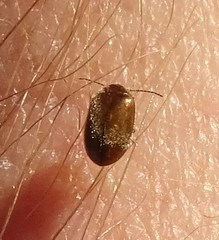 Contacyphon variabilis