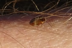 Contacyphon variabilis