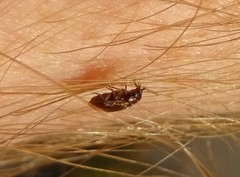 Contacyphon variabilis