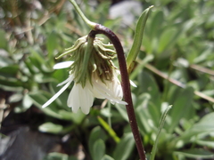Celmisia angustifolia