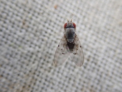 Odiniidae