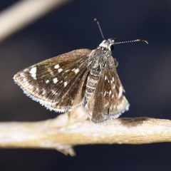 Hesperopsis libya