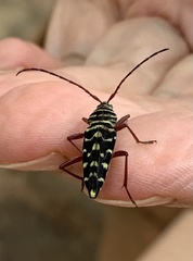 Placosternus difficilis