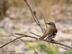 Mimus dorsalis