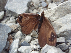Percnodaimon merula