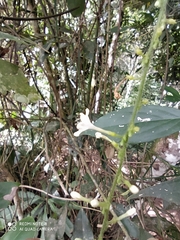 Gonzalagunia cornifolia