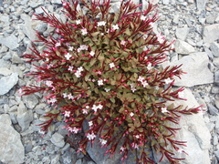 Epilobium porphyrium