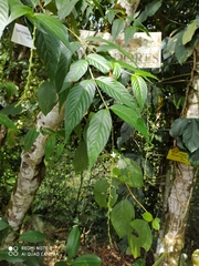 Gonzalagunia cornifolia