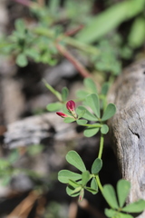 Lotus cruentus