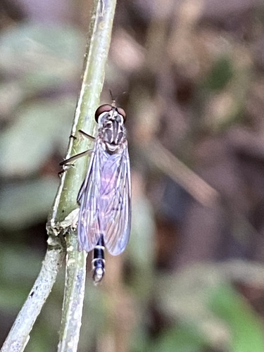 Glaphyropyga himantocera