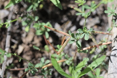Lotus cruentus