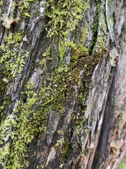 Zygodon viridissimus