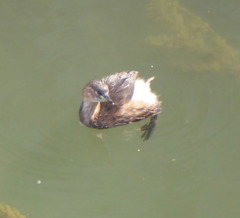 Tachybaptus ruficollis