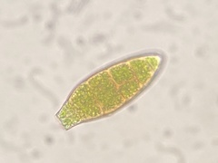 Zygodon viridissimus