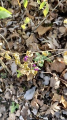Commicarpus