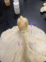 Pleurotus